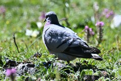 Columba rupestris