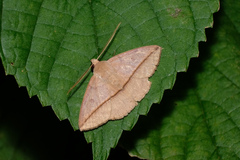 Ugia purpurea