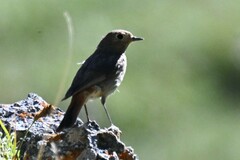 Phoenicurus ochruros