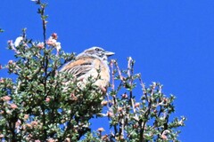 Emberiza godlewskii