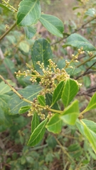 Ilex affinis