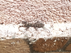 Hemidactylus mabouia