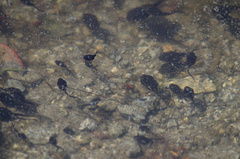 Anaxyrus boreas