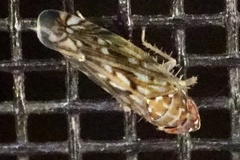 Scaphoideus
