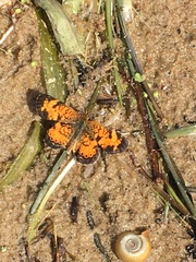 Phyciodes tharos