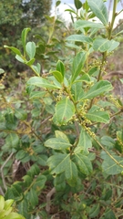 Ilex affinis