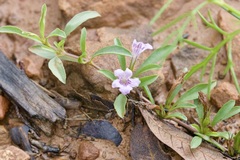 Dyschoriste decumbens