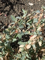 Atriplex semibaccata