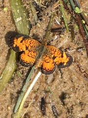 Phyciodes tharos