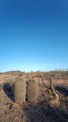 Ferocactus emoryi emoryi