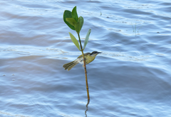 Gavicalis versicolor