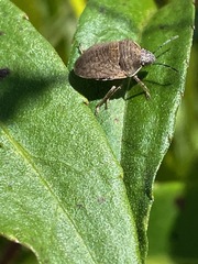 Pachycorinae