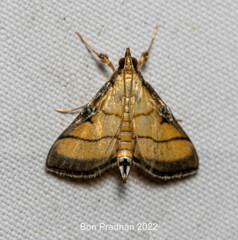 Cnaphalocrocis