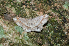 Chiasmia monticolaria