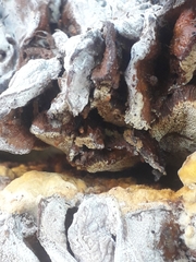 Drosophilidae