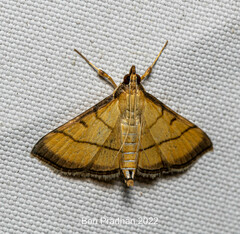 Cnaphalocrocis rutilalis