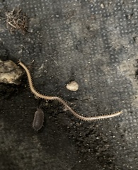 Haplophilus subterraneus