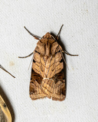 Noctuoidea