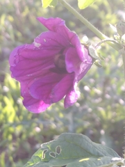 Malva sylvestris mauritiana
