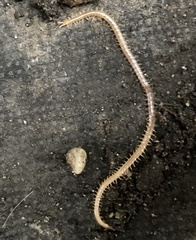 Haplophilus subterraneus