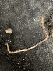 Haplophilus subterraneus