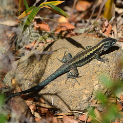 Liolaemus septentrionalis