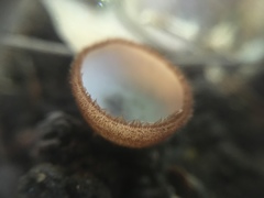 Humaria hemisphaerica image