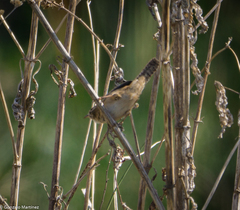 Cistothorus platensis