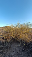 Parkinsonia praecox