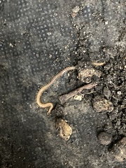 Haplophilus subterraneus