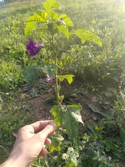 Malva sylvestris mauritiana