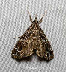 Paracymoriza inextricata