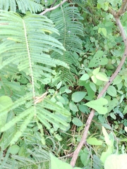 Senegalia berlandieri