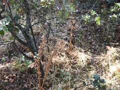 Quercus rotundifolia