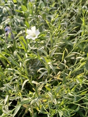 Linaceae