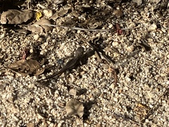 Sceloporus occidentalis longipes