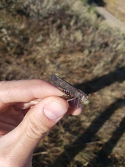 Arphia pseudonietana