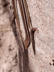 Aspronema dorsivittatum