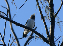 Artamus leucorynchus