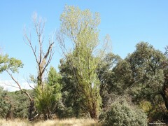 Quercus rotundifolia