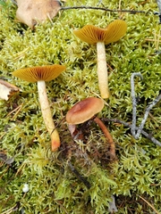 Cortinarius cinnamomeus