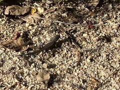 Sceloporus occidentalis longipes