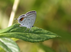 Everes lacturnus