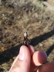 Arphia pseudonietana