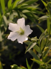 Linaceae