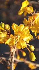 Parkinsonia praecox