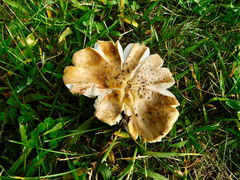 Amanita rubescens