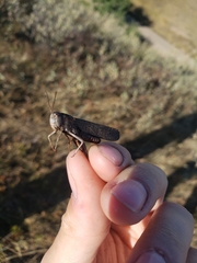 Arphia pseudonietana