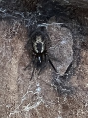 Amaurobius