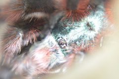 Caribena versicolor